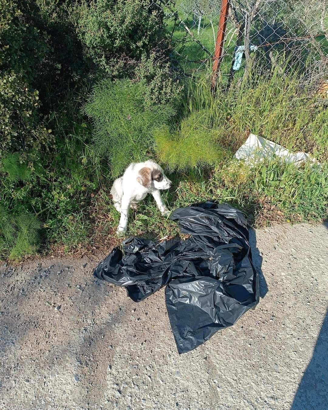 Yavru köpeği ağzı bağlı poşete koyup yol kenarına atmışlar