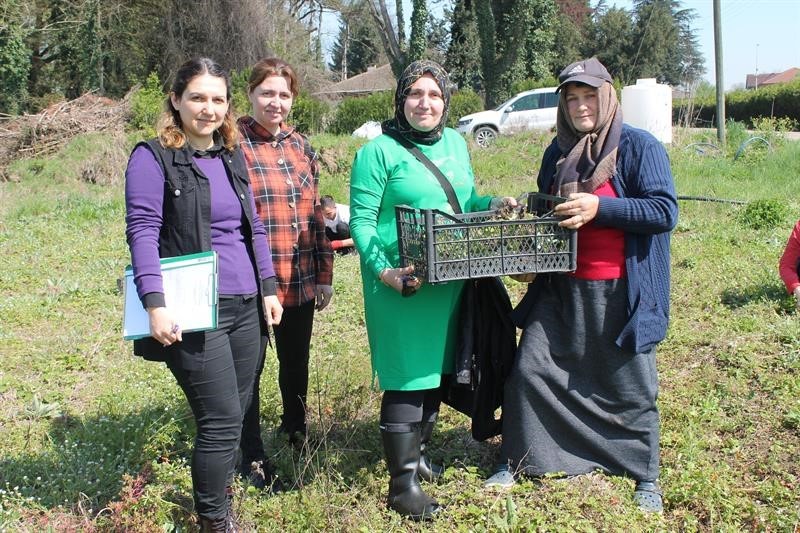 DÜZCE’DE DAĞ ÇİLEĞİ YETİŞTİRİCİLİĞİNİN GELİŞTİRİLMESİ VE YAYGINLAŞTIRILMASI İÇİN ÜRETİCİLERİ ÜCRETSİZ
