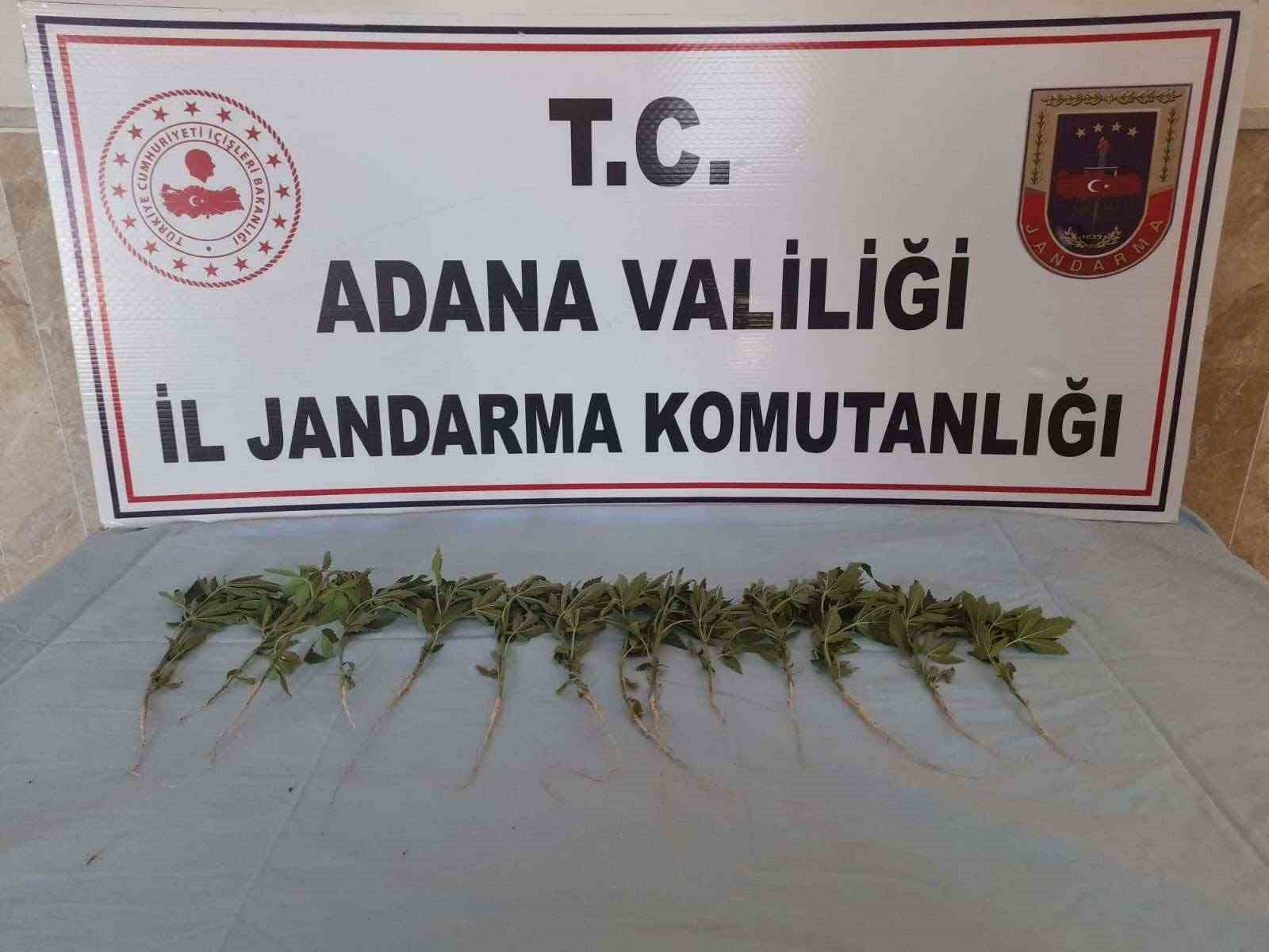 ADANA’DA MISIR VE AYÇİÇEĞİ TARLASINA EKİLİ 46 KÖK KENEVİR BİTKİSİ