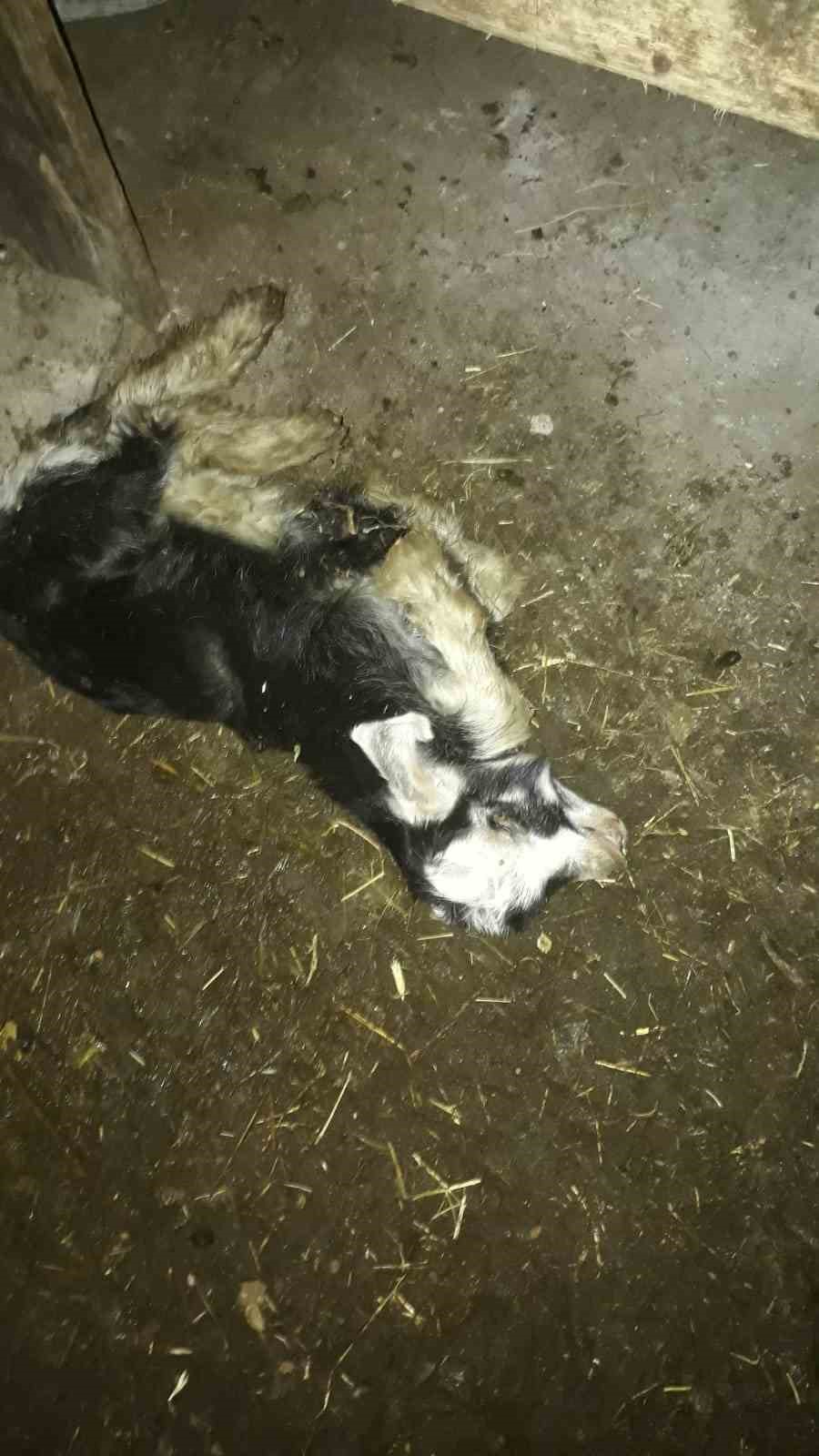 TUNCELİ’DE KÜÇÜKBAŞ HAYVANLARIN BULUNDUĞU AHIRA GİREN SOKAK KÖPEKLERİ, BİR KEÇİ