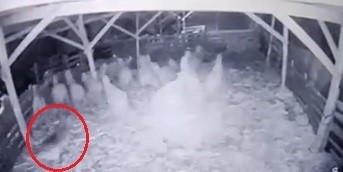 AHIRA GİRMEYİ BAŞARAN KURT, KOYUNLARA BÖYLE SALDIRDI