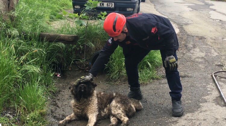 TRABZON’UN AKÇAABAT İLÇESİNDE AKAR BORUSUNA SIKIŞAN KÖPEĞİ İTFAİYE EKİPLERİ KURTARDI.