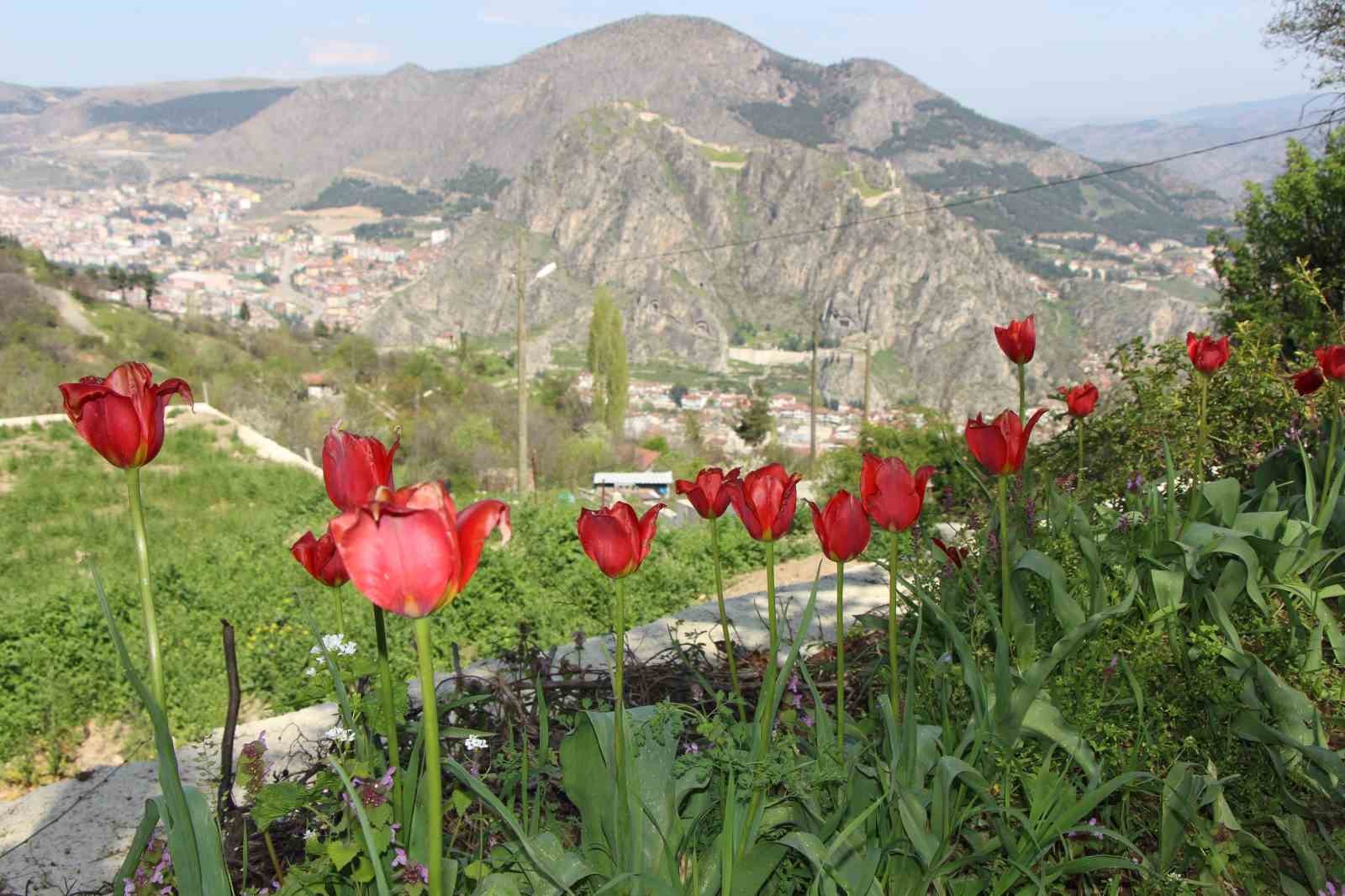AMASYA’NIN ‘YİTİK LALE’Sİ YÜZ YILI AŞKIN SÜREDİR BULUNAMADIĞI İÇİN NESLİNİN