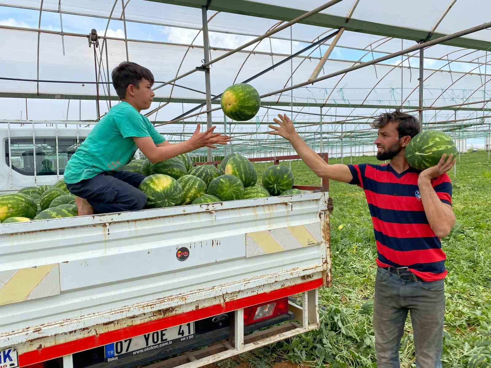 ANTALYA'NIN SERİK İLÇESİNDE KARPUZ HASADINA BAŞLANDI