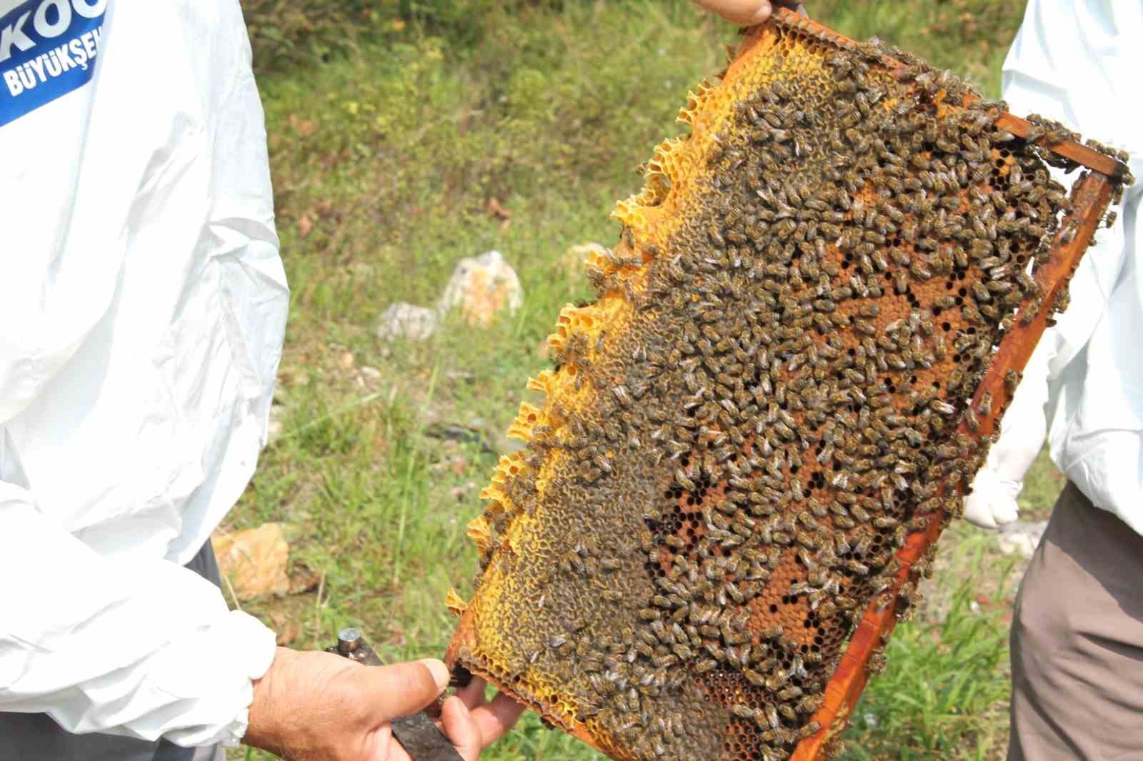 KOCAELİ’DE BAHAR AYLARINDA ARILARIN BESLENMESİNDE KULLANMALARI AMACIYLA 400 ARICIYA 55
