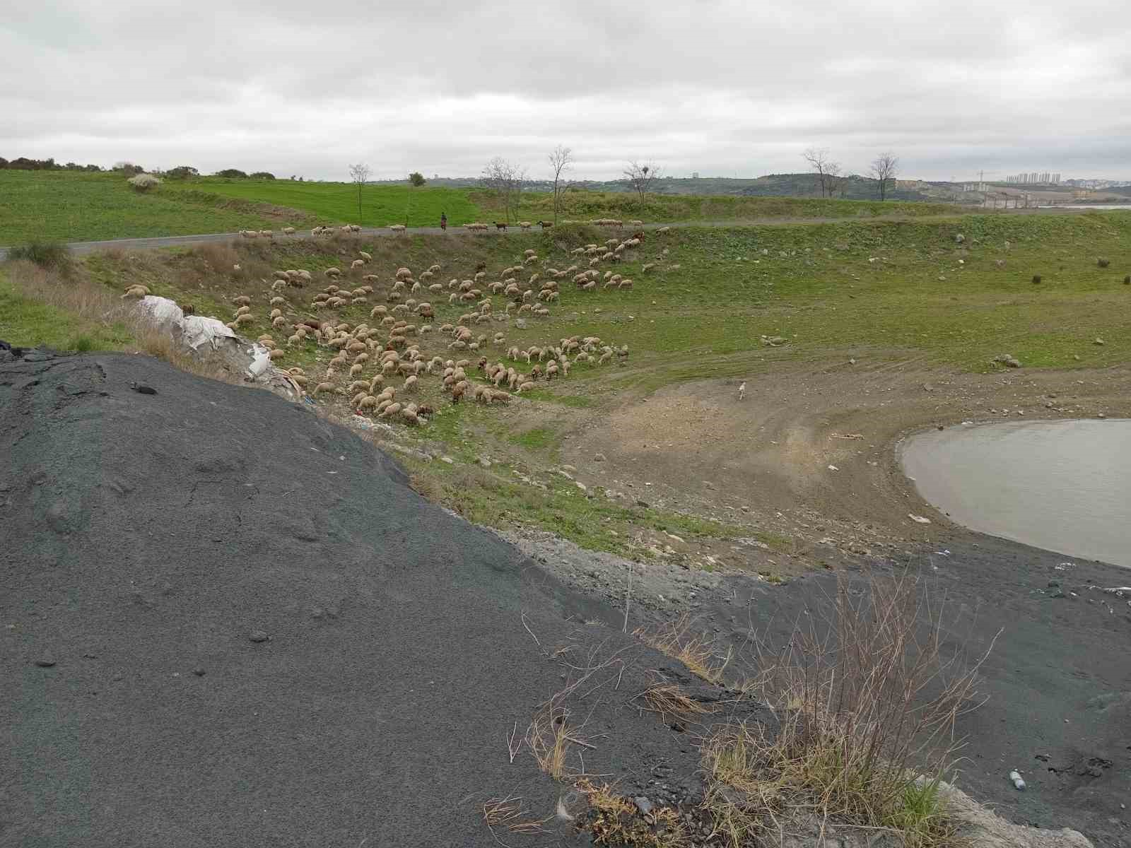 ARNAVUTKÖY'DE SAZLIBOSNA GÖLÜ KENARINA DÖKÜLEN VE KİMYASAL OLDUĞU DÜŞÜNÜLEN MADDE