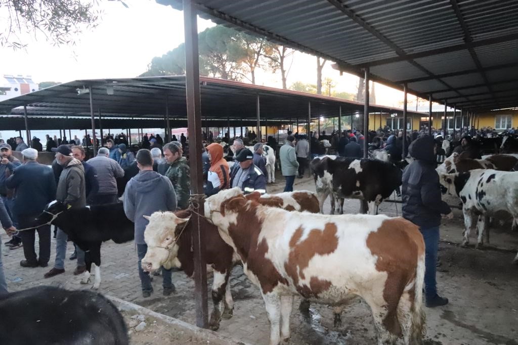 TÜRKİYE’NİN EN ÖNEMLİ HAYVAN ÜRETİM MERKEZLERİNDEN BİRİ OLAN AYDIN’DA YAKLAŞIK