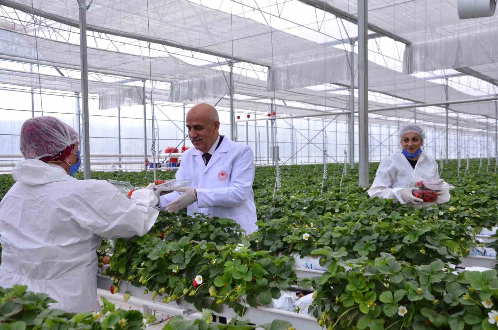 DENİZLİ’NİN SARAYKÖY İLÇESİNDE ÇİLEK VE DOMATES SERALARINI GEZEREK İNCELEMELERDE BULUNUP,