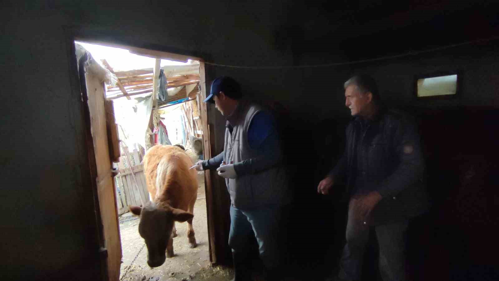 KOMŞU ALİ GÜRÜZ ÜN AHIR İÇİ ÇALIŞMASI