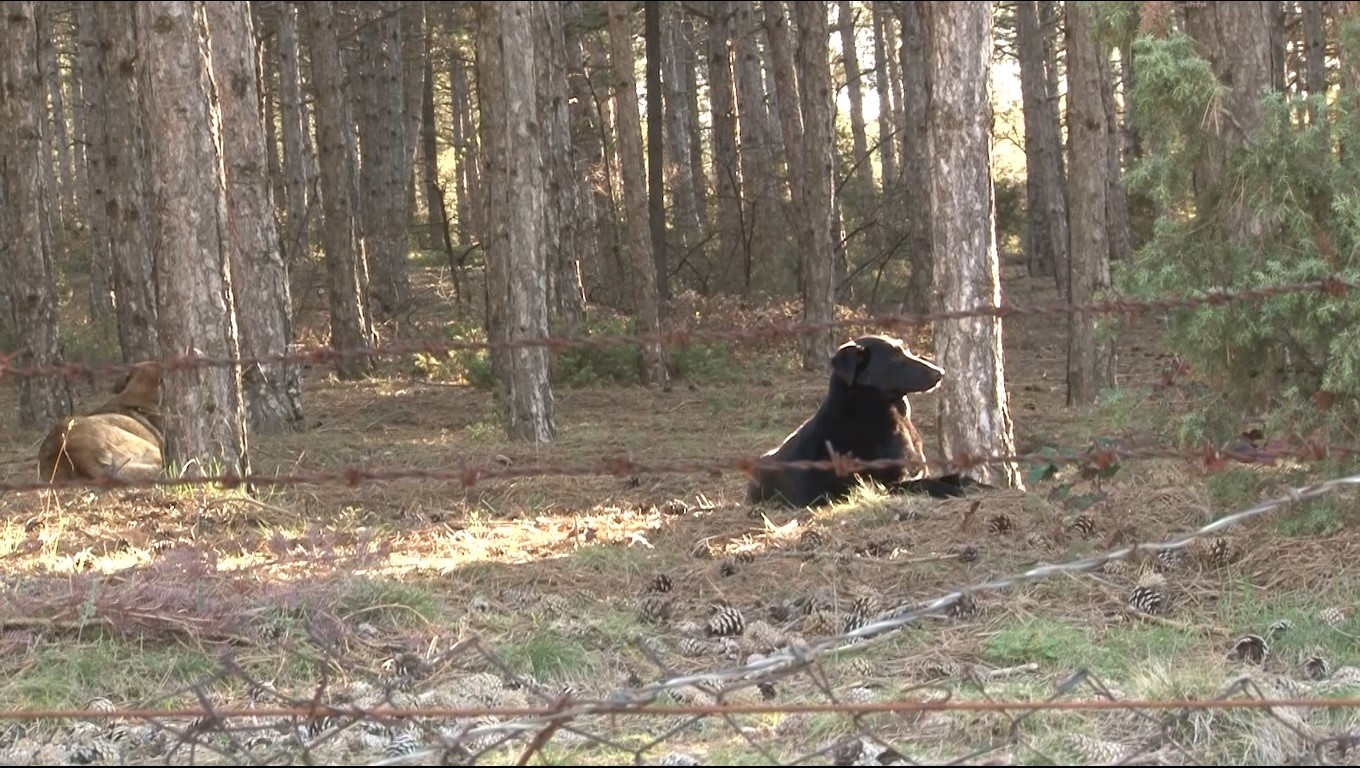BAŞIBOŞ KÖPEKLER SİTE SAKİNLERİNİ İSYAN ETTİRDİ