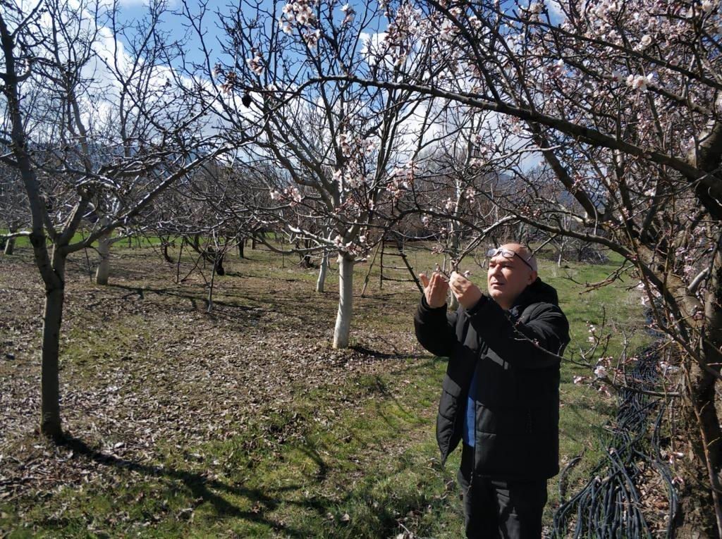 BEYŞEHİR İLÇESİNDE HUBUBAT EKİLİ ALANLAR İLE MEYVE BAHÇELERİNDE GELİŞİM VE