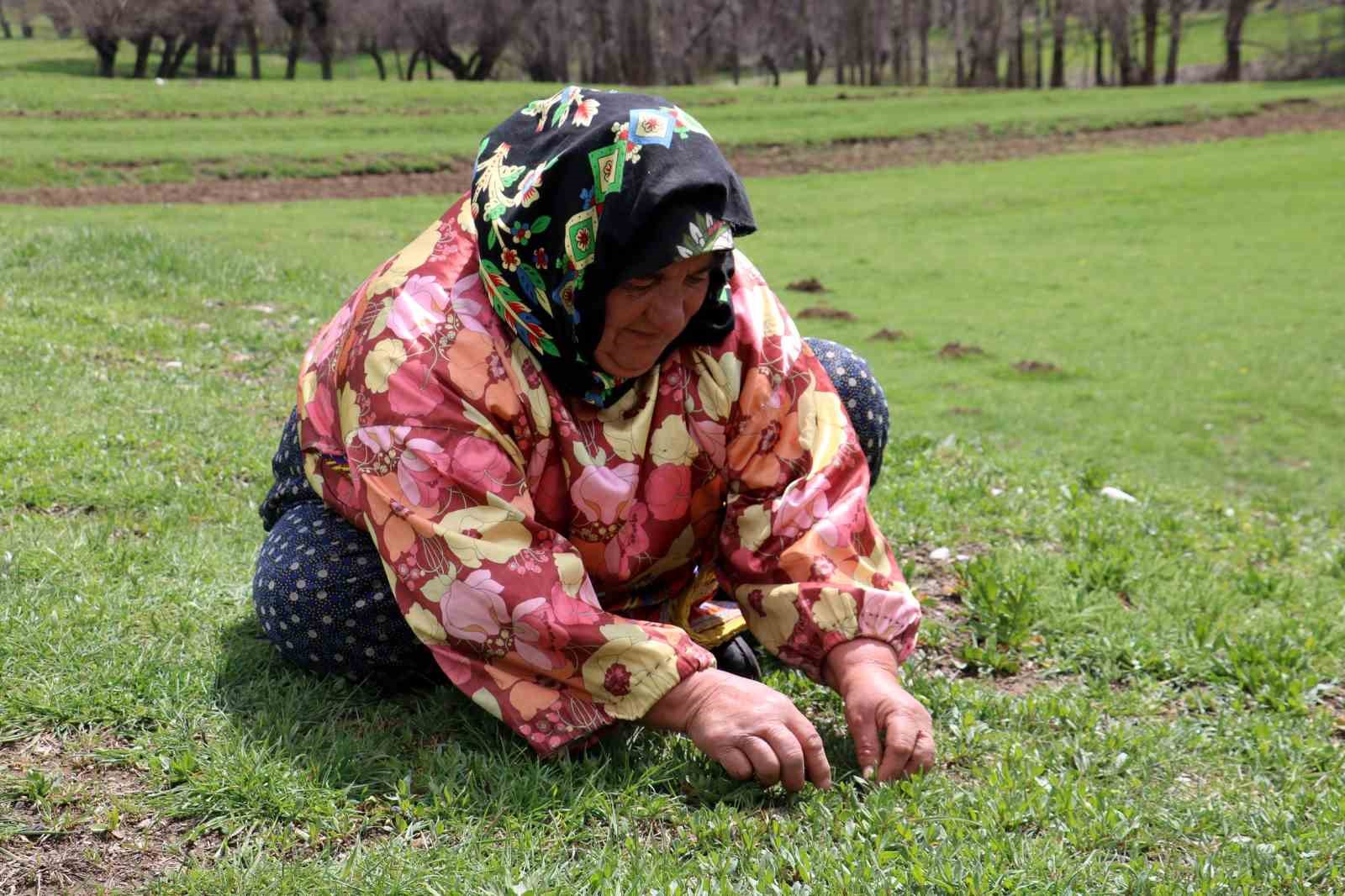 SİVAS’TA DOĞADA KENDİLİĞİNDEN YETİŞEN VE BİN BİR ZAHMETLE ELLE TEK