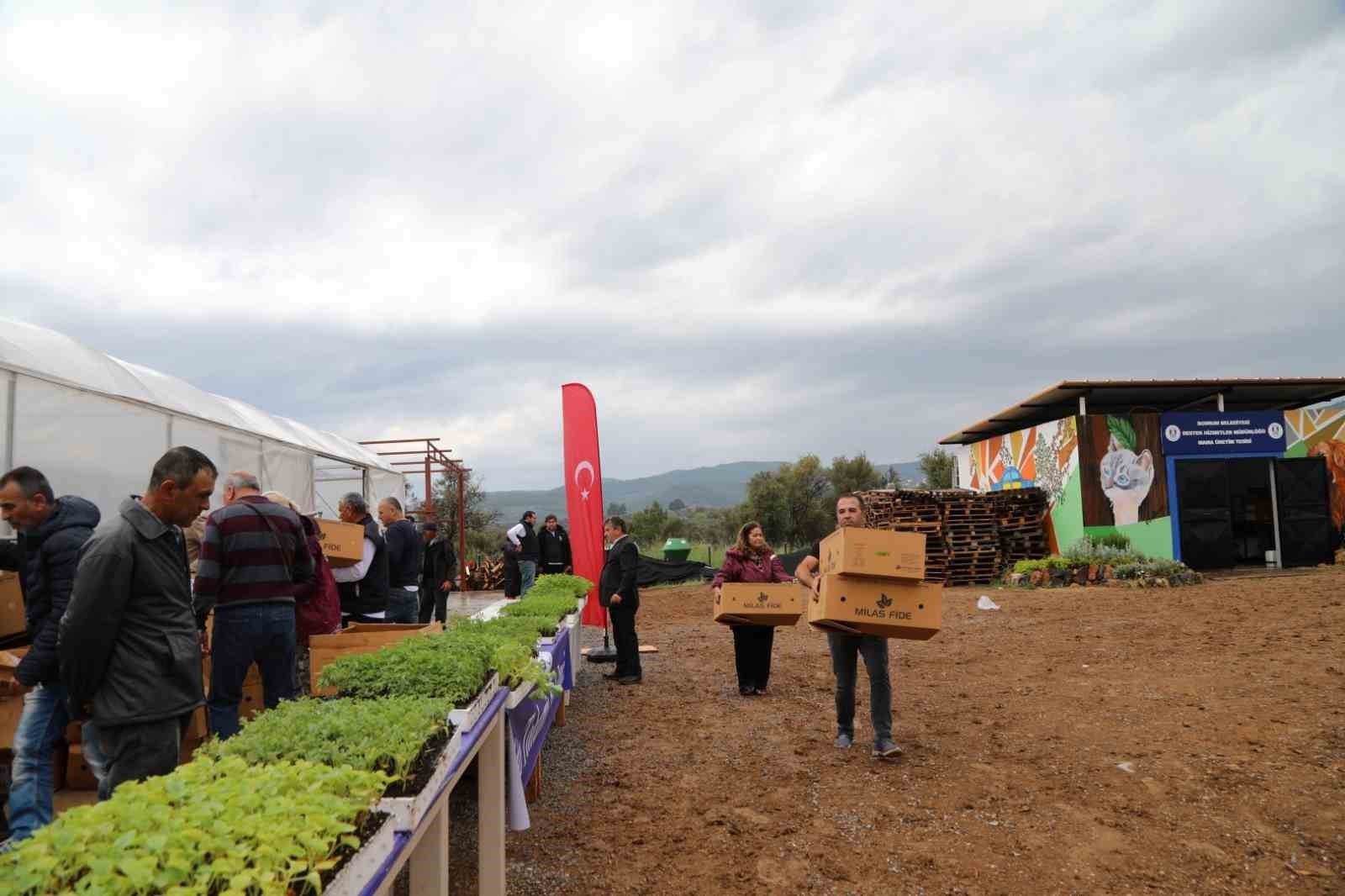 BODRUM’DA 350 BİN FİDE DAĞITILDI