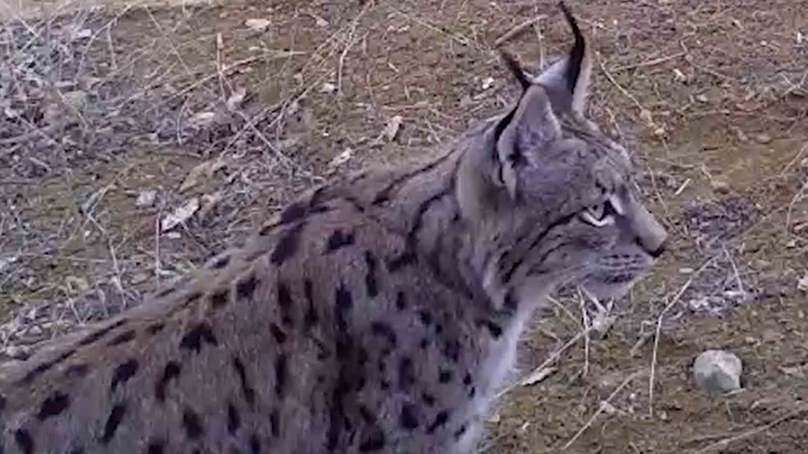 VAŞAK