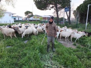 Burhaniye’de bahar yağmurları çobanları sevindirdi
