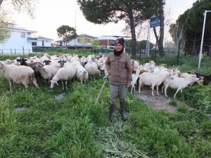 AHMET DAVUT