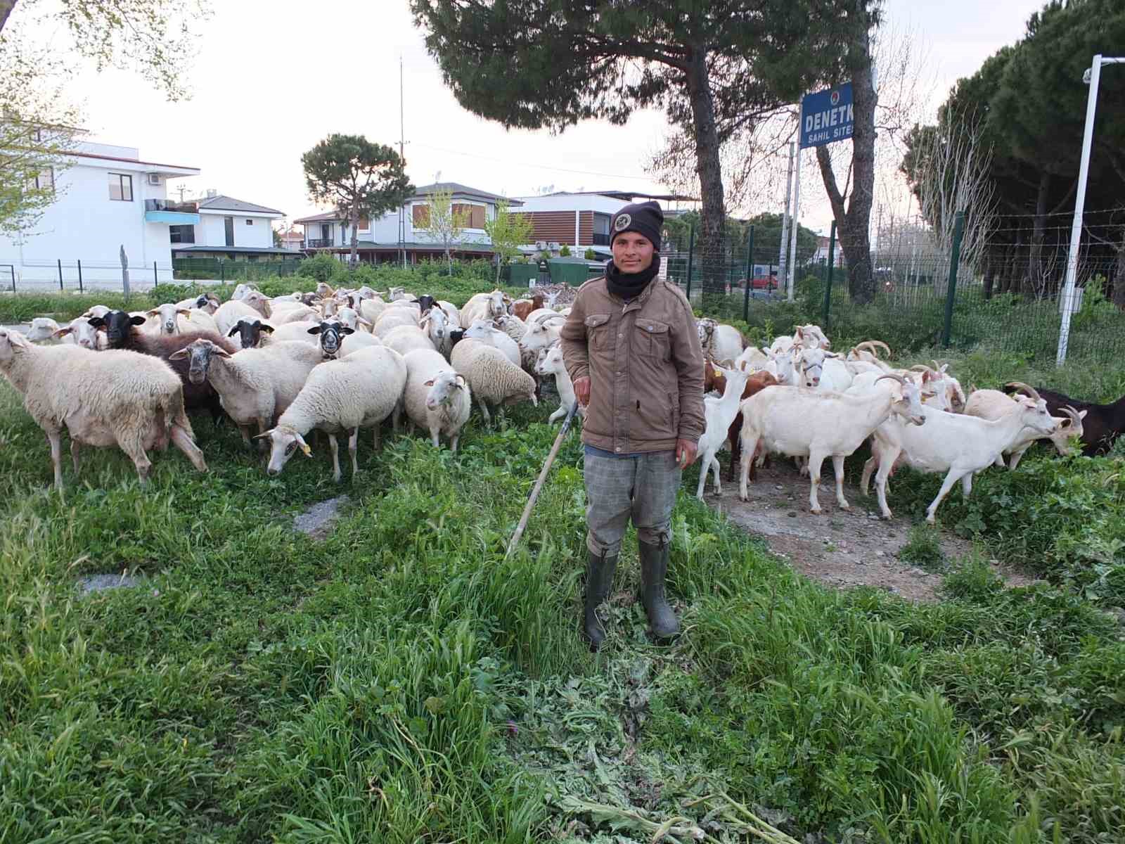 Burhaniye’de bahar yağmurları çobanları sevindirdi