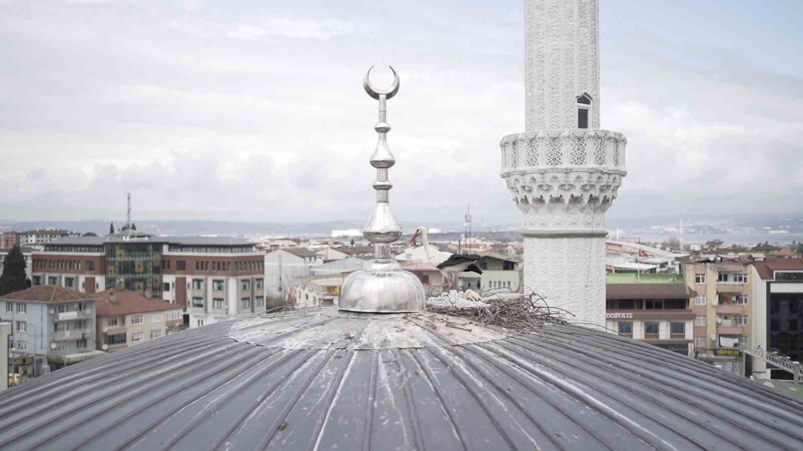 YALOVA’NIN ALTINOVA İLÇESİNDE BULUNAN MERKEZ CAMİSİ KUBBESİNDE UZUN YILLARDIR KONAKLAYAN