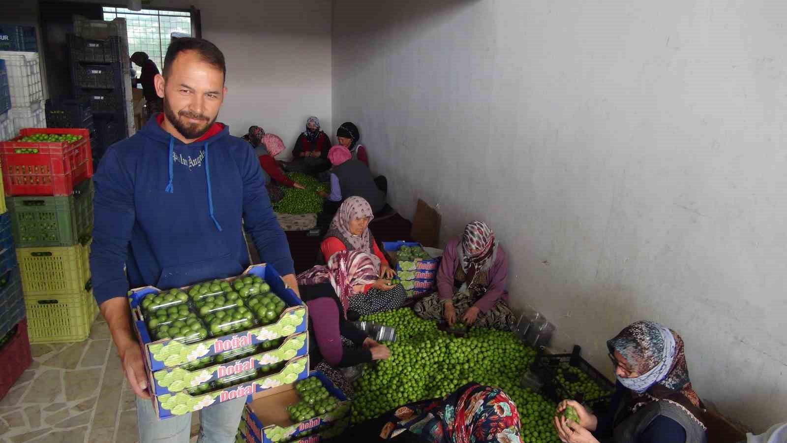 MERSİN’DE AÇIKTA TOPLANAN ERİKLER HALDE PAKETLENİP SATIŞA SUNULUYOR