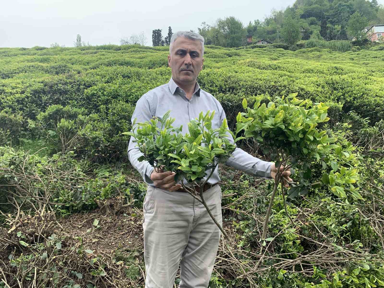 ÇAY ÜRETİCİLERİ DAYANIŞMA DERNEĞİ (ÇAYUDAD) BAŞKANI MUSTAFA MAVİ ÇAYKUR TARAFINDAN