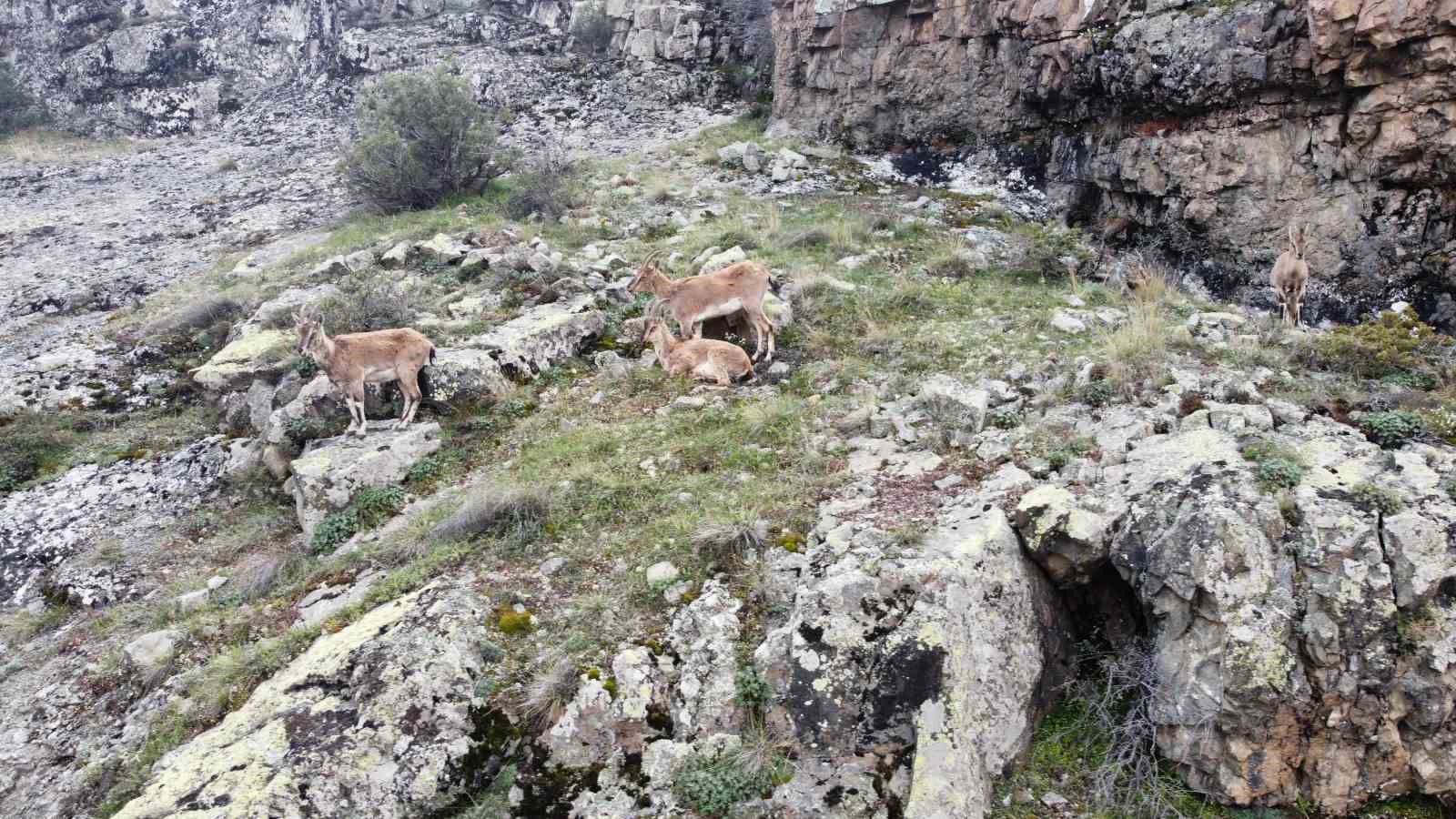 GÜMÜŞHANE DAĞLARININ SÜSÜ OLARAK KABUL EDİLEN VE KAYALARIN USTA TIRMANICISI