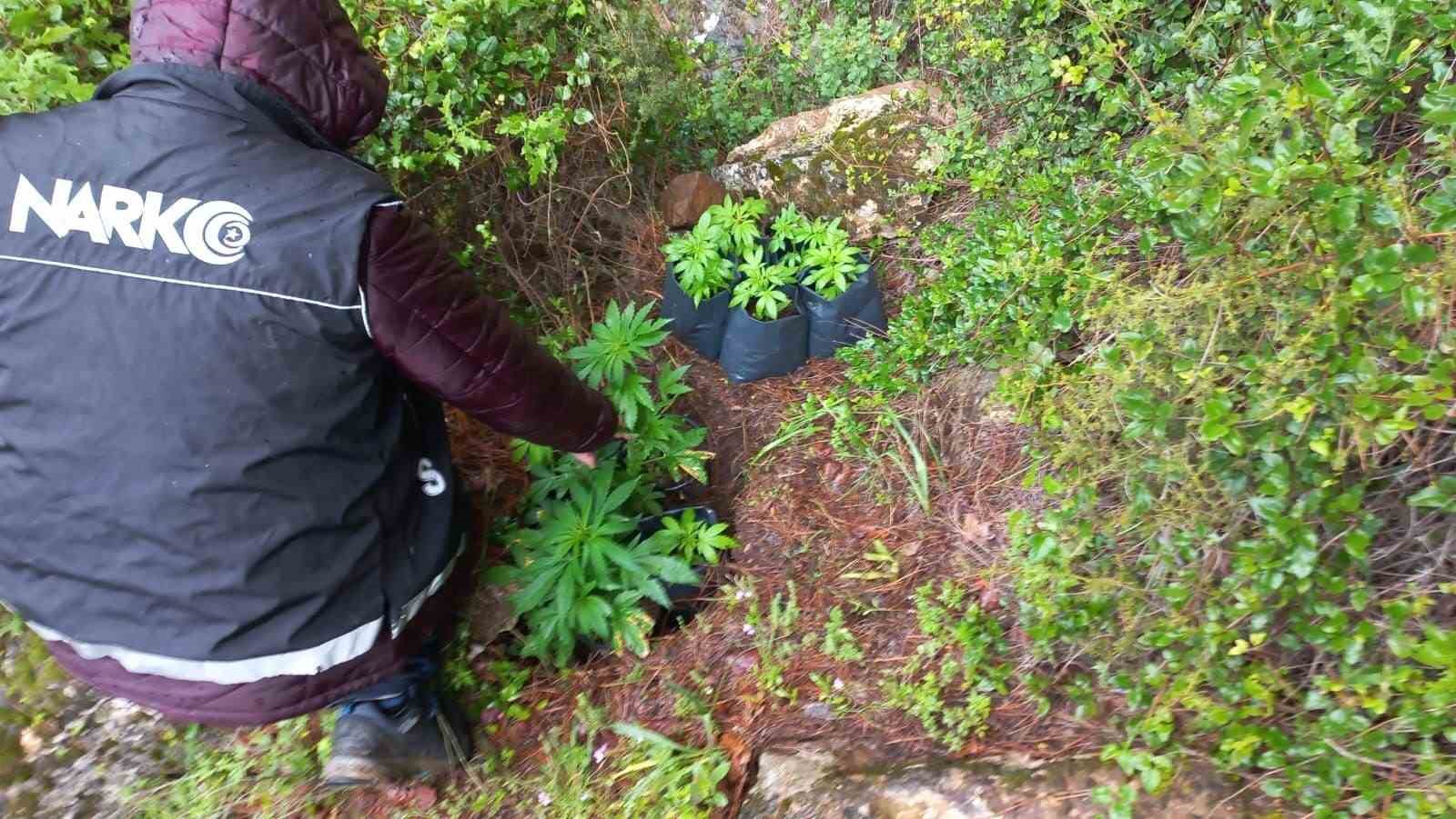 İZMİR'İN ÖDEMİŞ İLÇESİNDE DAĞLIK ARAZİYE EKİLİ VAZİYETTE 110 KÖK KENEVİR