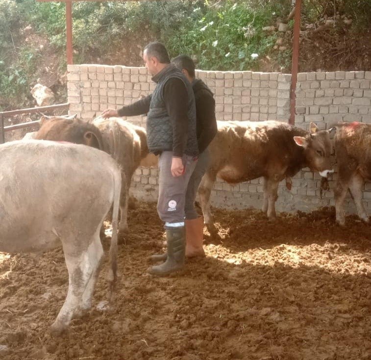 TÜRKİYE GENELİNDE BÜYÜKBAŞ HAYVANLARDA GÖRÜLEN ŞAP HASTALIĞI NEDENİYLE DİDİM İLÇE
