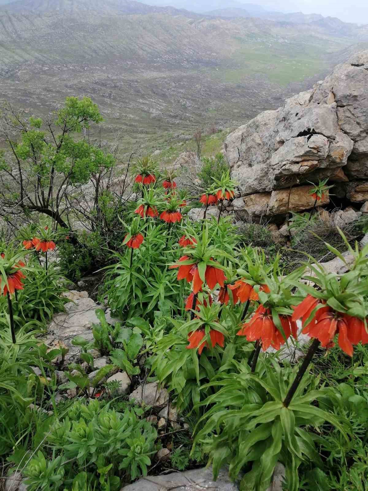 TÜRKİYE’DE BAHAR YAĞMURLARI İLE BİRLİKTE AÇAN VE ANAVATANI HAKKARİ OLAN