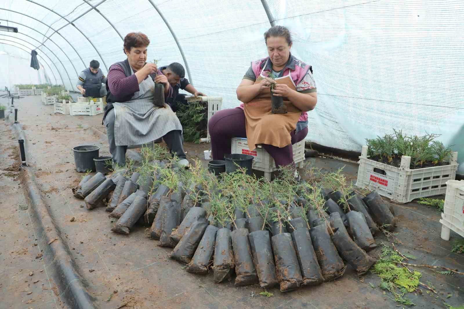 DİYARBAKIR BÜYÜKŞEHİR BELEDİYESİ, KENDİ ÜRETİMİ OLAN KARA SERVİDEN MADDİ DEĞERİ