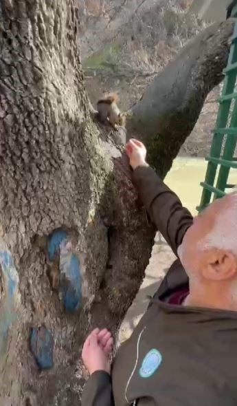 TUNCELİ’DE DOĞA KORUMA GÖREVLİSİ MURAT ÖZER, DENK GELDİĞİ YABANİ SİNCABI