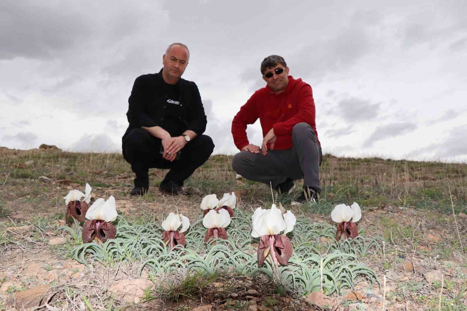 KURT KULAĞI ÇİÇEKLERİ AÇTI