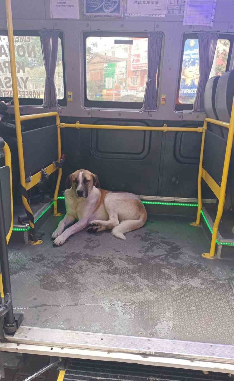 EDREMİT İLÇESİNDE MİNİBÜSLE YOLCULUK YAPMAYI SEVEN KÖPEK ŞOFÖRLERİN MASKOTU OLDU.