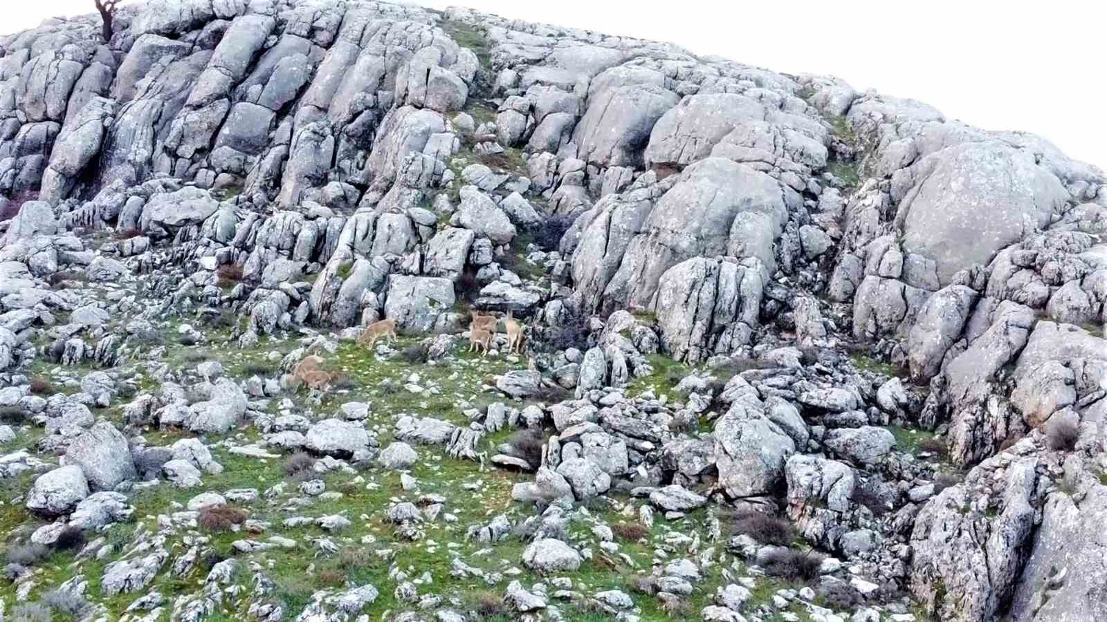 ELAZIĞ’DA KORUMA ALTINDA OLAN ANCAK GENELDE YÜKSEK KESİMLERDE BULUNAN DAĞ
