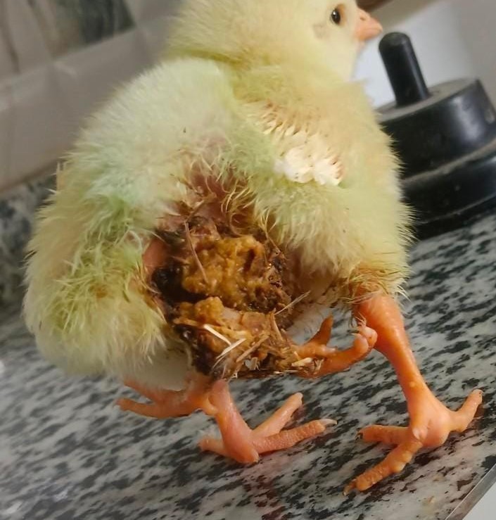 ELAZIĞ’DA BİR KÖYDE, YUMURTADAN 4 BACAKLI CİVCİV ÇIKTI.