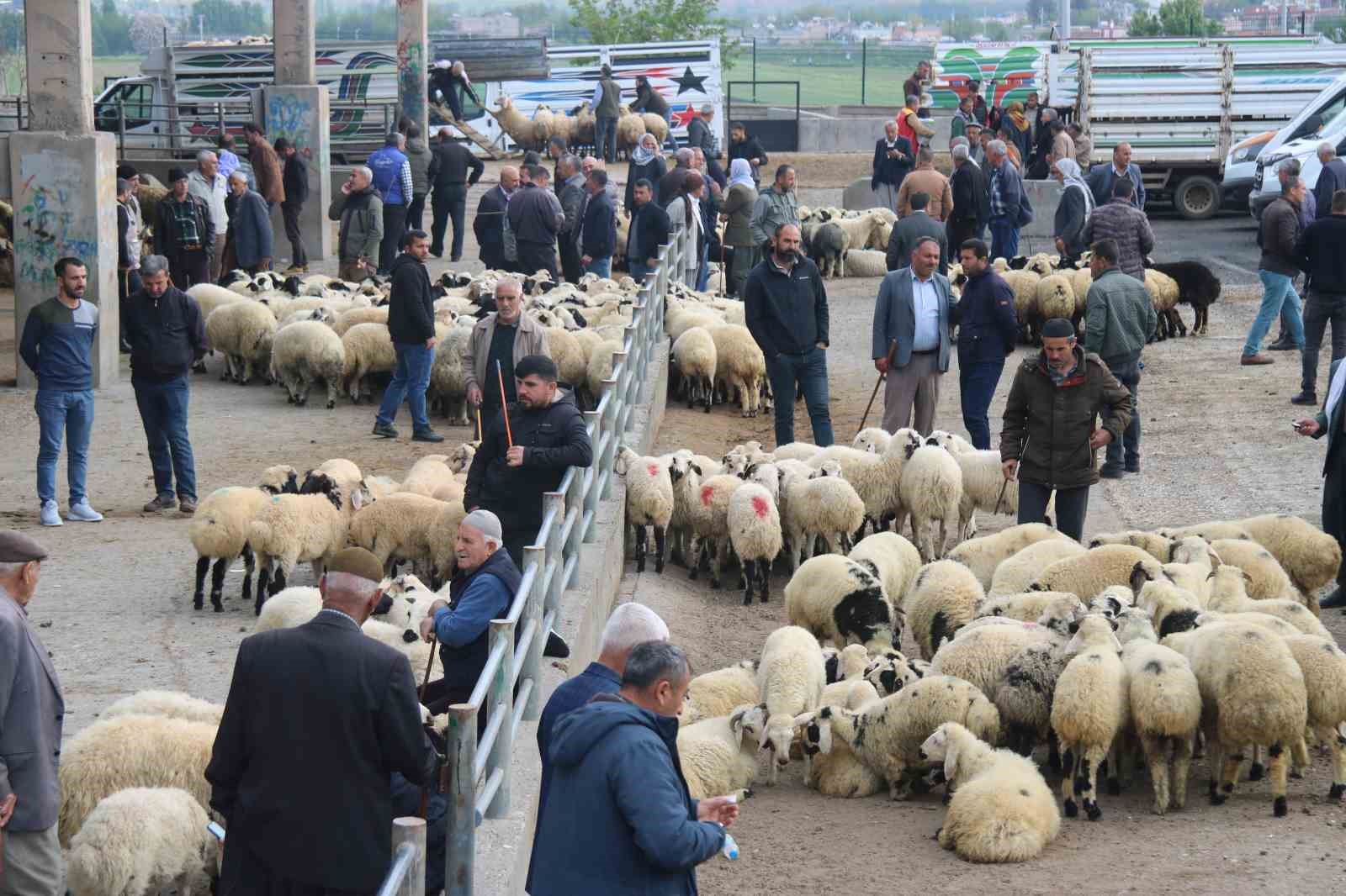DİYARBAKIR BÜYÜKŞEHİR BELEDİYESİ BÜNYESİNDE HİZMET VEREN CANLI HAYVAN BORSASI, ŞAP
