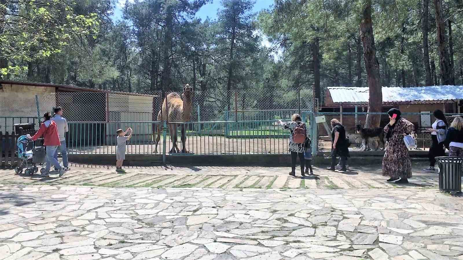 DENİZLİ’DE IRAK UYRUKLU BİR ÇOCUĞUN, YASAK OLMASINA RAĞMEN YAKLAŞTIĞI DEVE