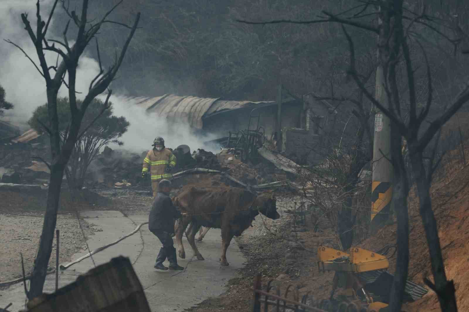 GÜNEY KORE'NİN GANGNEUNG ŞEHRİNDE BAŞLAYAN ORMAN YANGININDA 1 KİŞİ HAYATINI