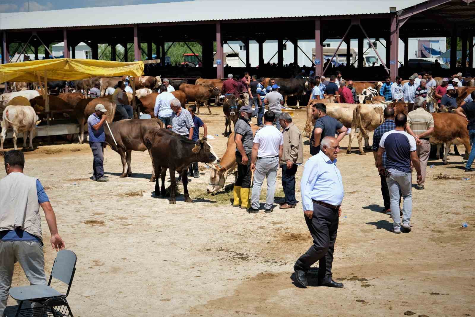 ERZİNCAN VE İLÇELERİNDE SAT-2 SEROTİPİ HASTALIĞI NEDENİYLE DURDURULAN HAYVAN HAREKETLERİ