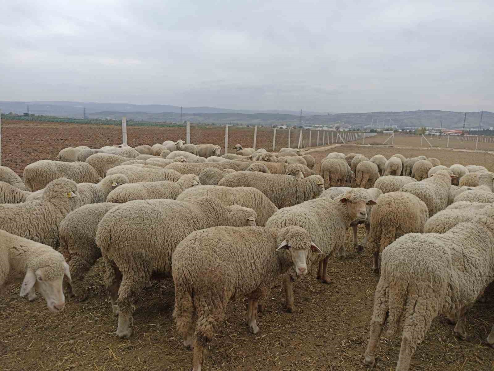 TÜRKİYE'DE ÇEŞİTLİ İLLERDEKİ HAYVANLARDA SAT-2 TİPİ ŞAP VİRÜSÜ TESPİT EDİLMESİNİN