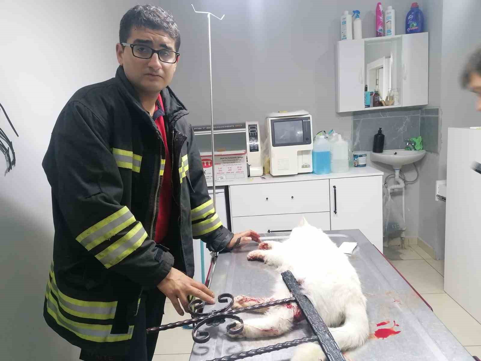 ERZİNCAN’DA İTFAİYE EKİPLERİ DEMİR BAHÇE ÇİTLERİNE SAPLANARAK YARALANAN KEDİYİ KURTARARAK