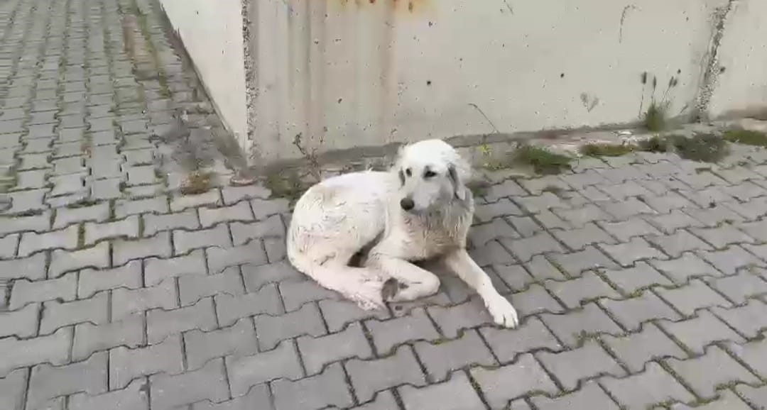 İZMİR’İN BUCA İLÇESİNDE BİR KÖPEĞE YAPILAN İŞKENCE ANBEAN GÜVENLİK KAMERASINA