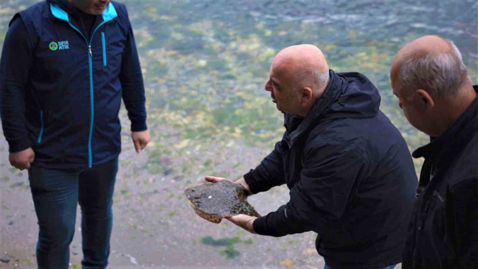 İZMİT KÖRFEZİ'NDE AĞLARA ÇİPLİ KALKAN BALIĞI TAKILDI