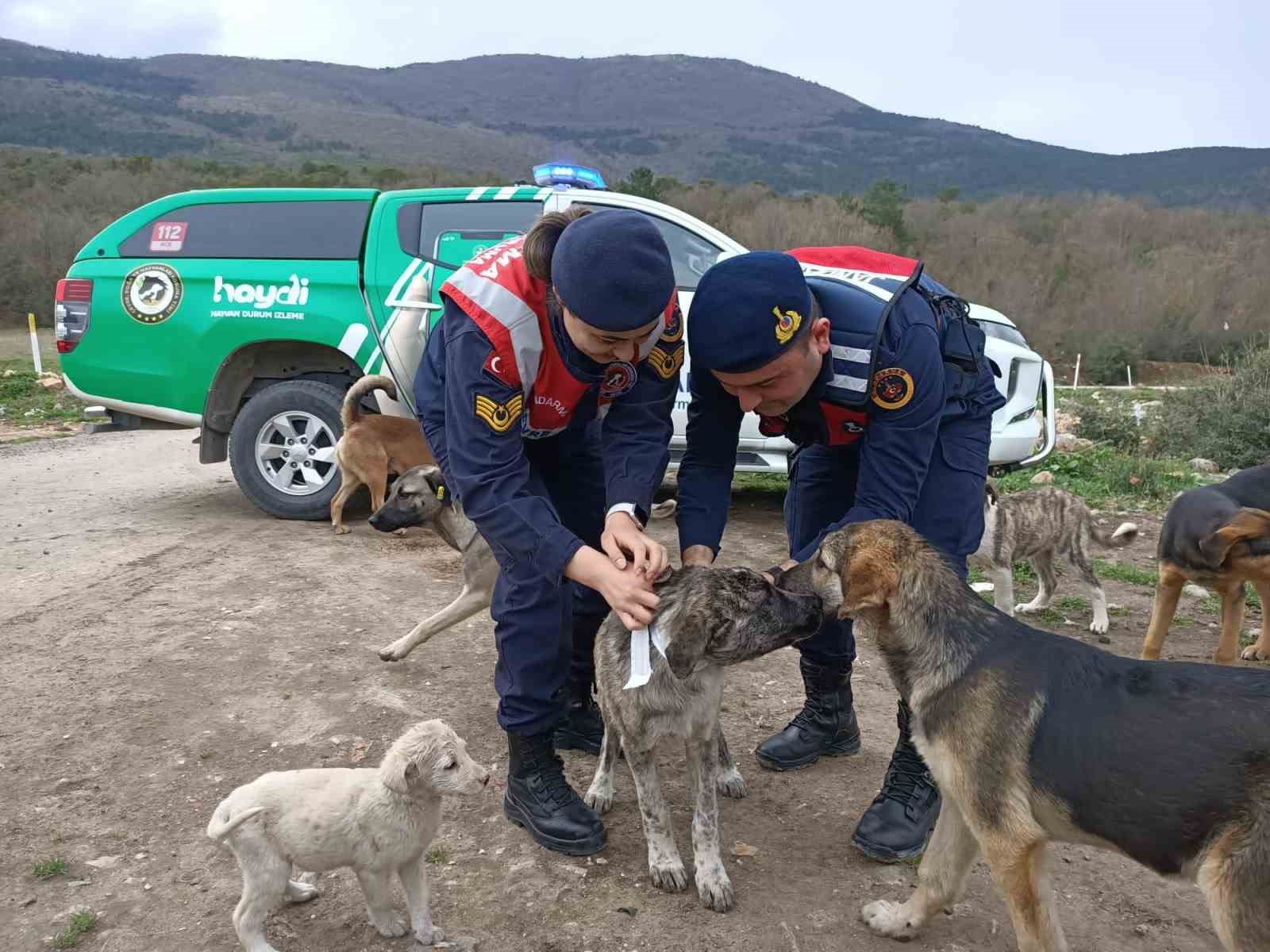 BİLECİK İL JANDARMA KOMUTANLIĞINA BAĞLI EKİPLER SOKAK HAYVANLARI REFLEKTİF TASMA
