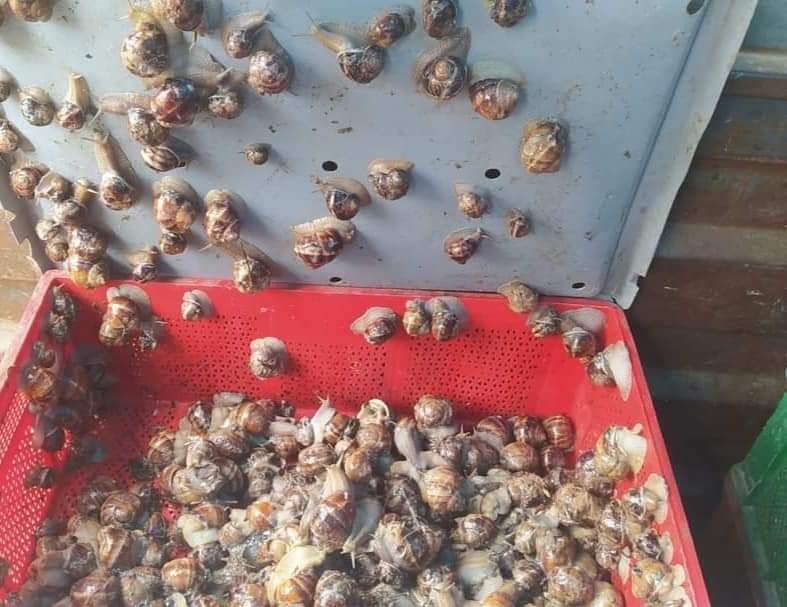 ANKARA'NIN NALLIHAN İLÇESİNE BAĞLI SARIYAR MAHALLESİ 'NDE SAKARYA NEHRİ KIYISINDA