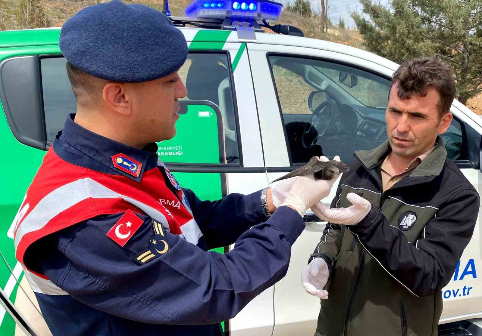 AKSARAY’DA KANADI KIRIK OLARAK JANDARMA EKİPLERİNCE BULUNAN EBABİL KUŞU TEDAVİ