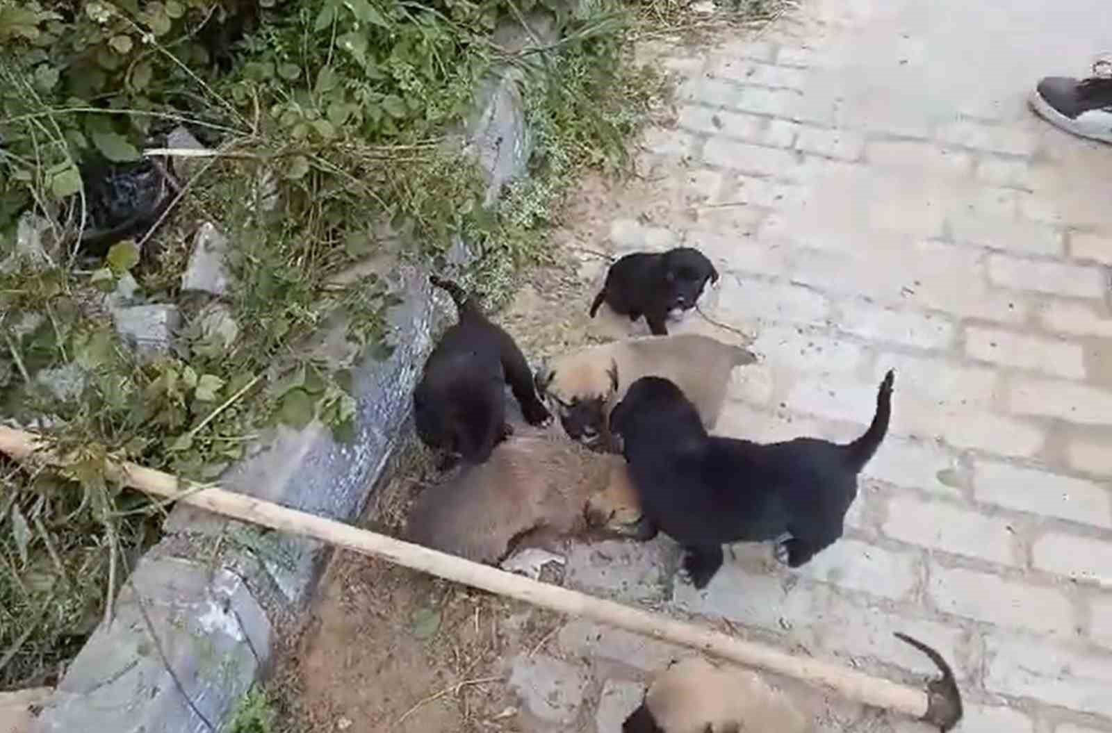 KANALİZASYON RÖGARINDA MAHSUR KALAN YAVRU KÖPEKLER KURTARILDI