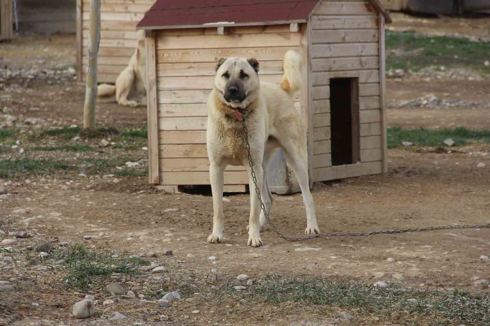 UZMAN KANGAL YETİŞTİRİCİSİ VE EĞİTMENİ HÜSEYİN YILDIZ, KANGAL KÖPEKLERİNİ DIŞKILARINDAN