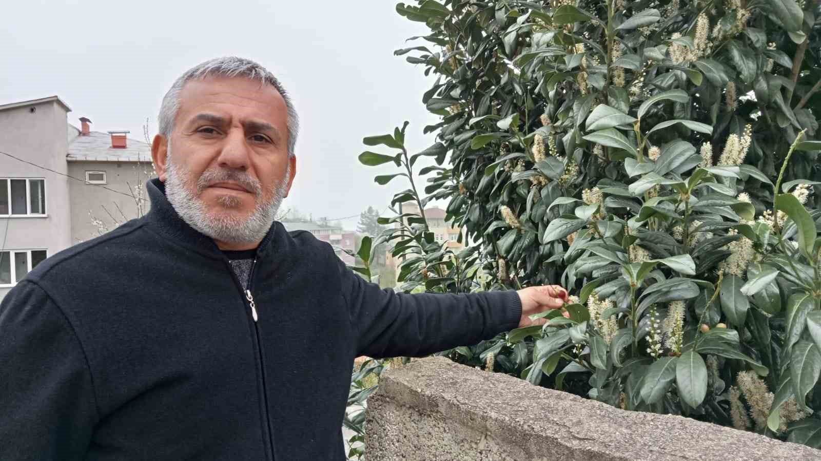 NORMALDE TEMMUZ AYINDA MEYVE VEREN KARAYEMİŞ (TAFLAN) NİSAN AYINDA MEYVE