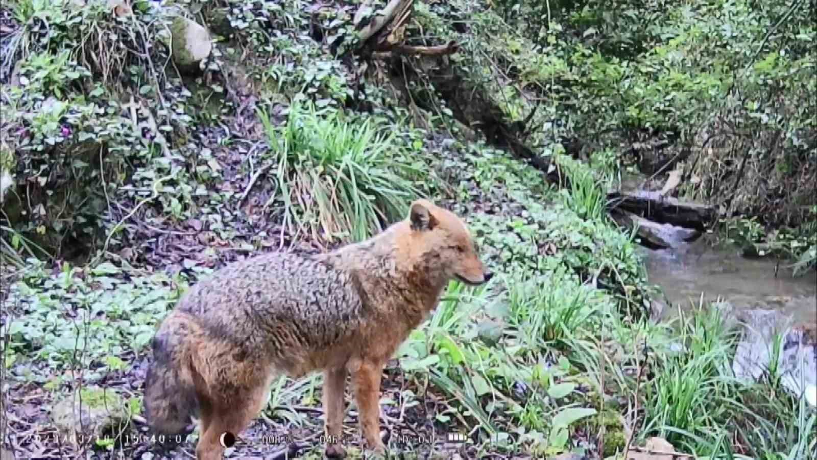 KASTAMONU'NUN CİDE İLÇESİNDE DOĞA TUTKUNU TARAFINDAN ORMANLIK ALANA KURULAN FOTOKAPANLARLA