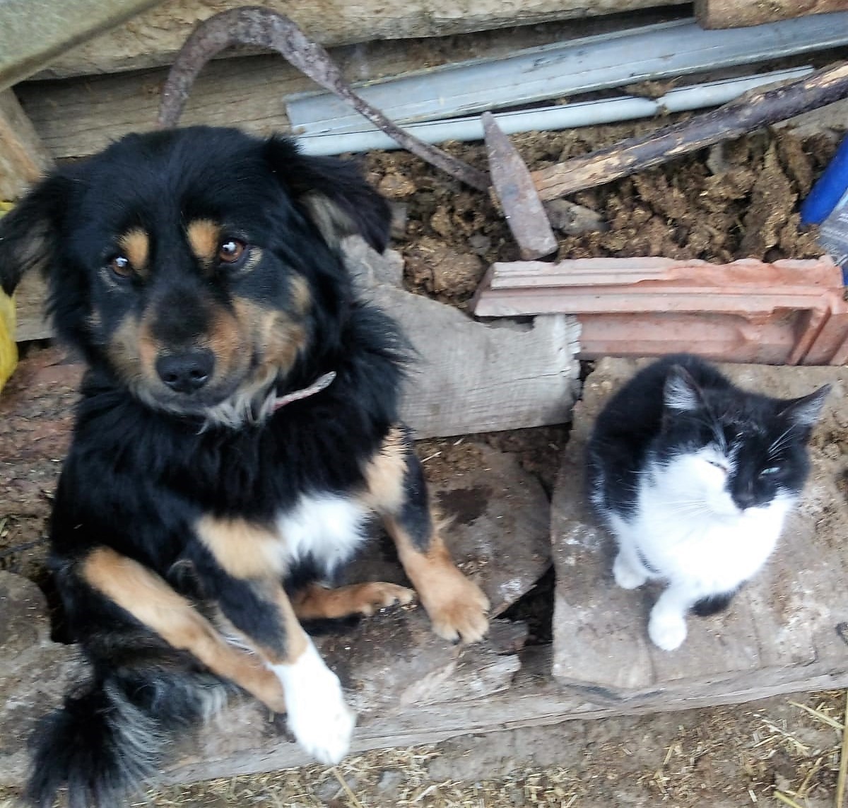 DENİZLİ'NİN ÇAMELİ İLÇESİNDE KOKONİ IRKI 2 YAŞINDAKİ KÖPEĞİ KAYBOLAN ŞAHIS,